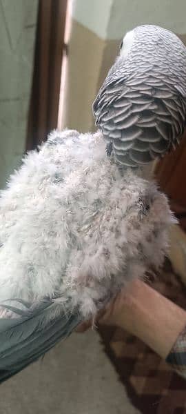 Grey parrot for sale 1