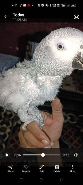 Grey parrot for sale 3