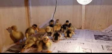 350/chick. Duckling Desi and Khaki chicks