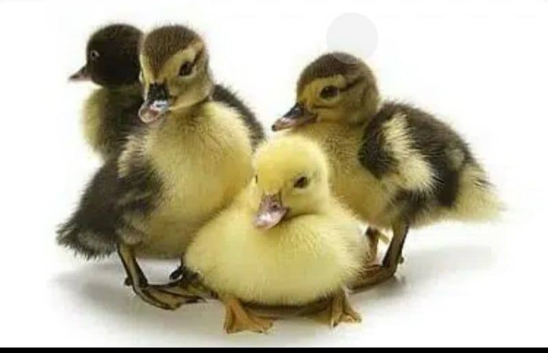 350/chick. Duckling Desi and Khaki chicks 1