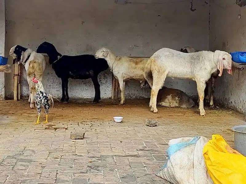 Rajanpuri breader / bakra / dumba / Goat for sale 0