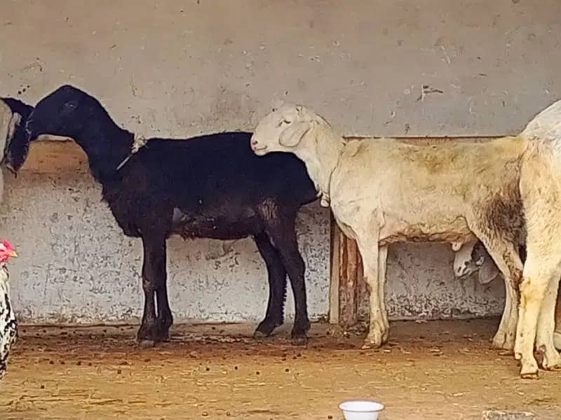 Rajanpuri breader / bakra / dumba / Goat for sale 2
