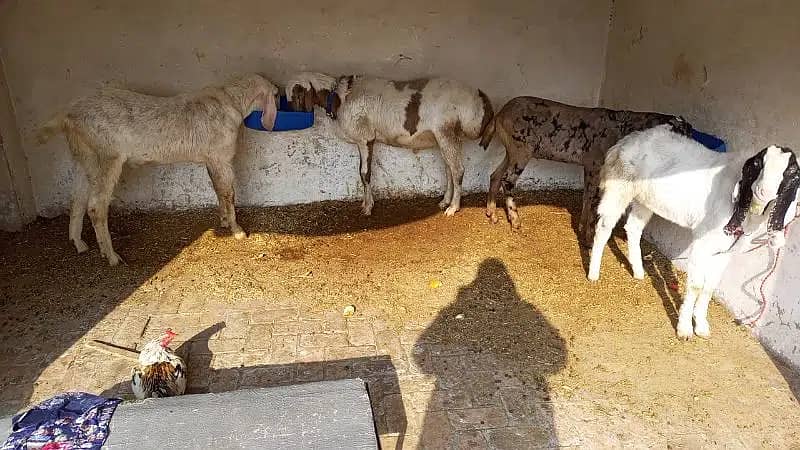 Rajanpuri breader / bakra / dumba / Goat for sale 7