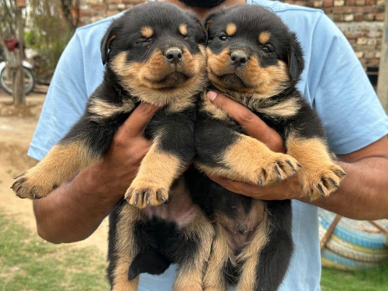 Rottweiler Male and Female puppies available 1