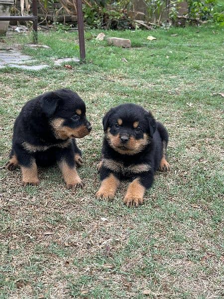 Rottweiler Male and Female puppies available 2