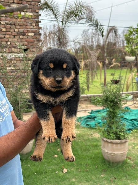 Rottweiler Male and Female puppies available 3