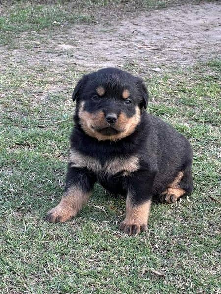 Rottweiler Male and Female puppies available 4