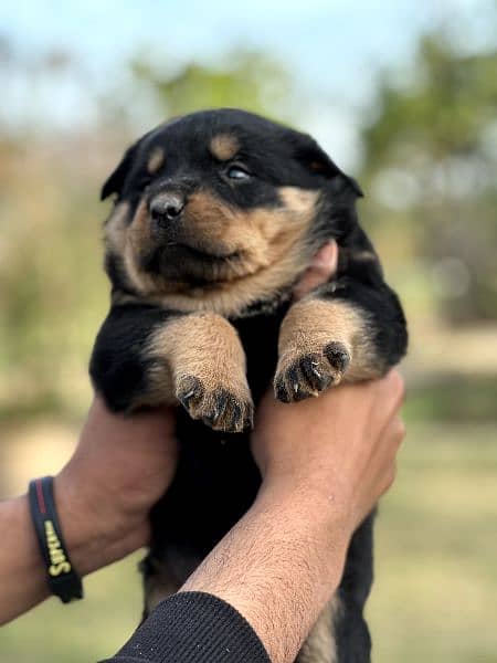 Rottweiler Male and Female puppies available 5