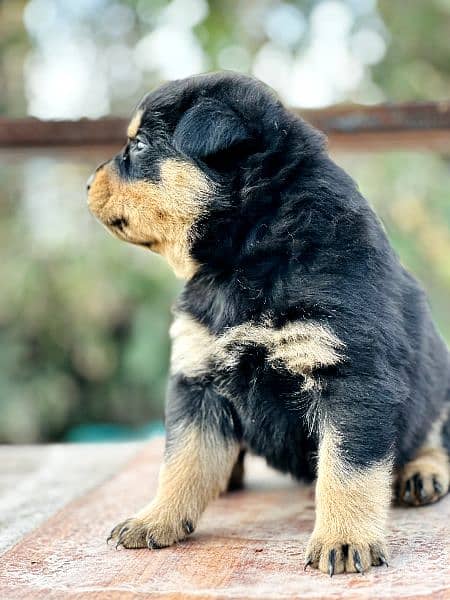 Rottweiler Male and Female puppies available 6