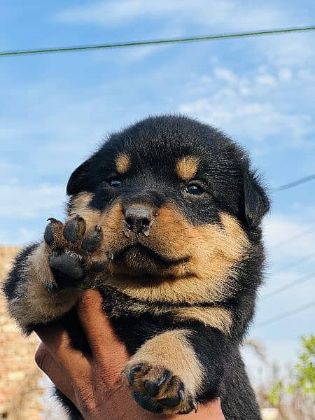 Rottweiler Male and Female puppies available 7