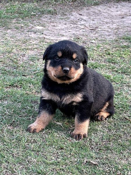 Rottweiler Male and Female puppies available 8