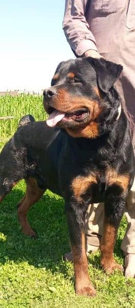 Rottweiler Male and Female puppies available 10