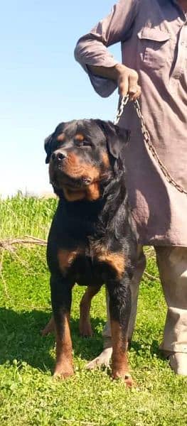 Rottweiler Male and Female puppies available 11