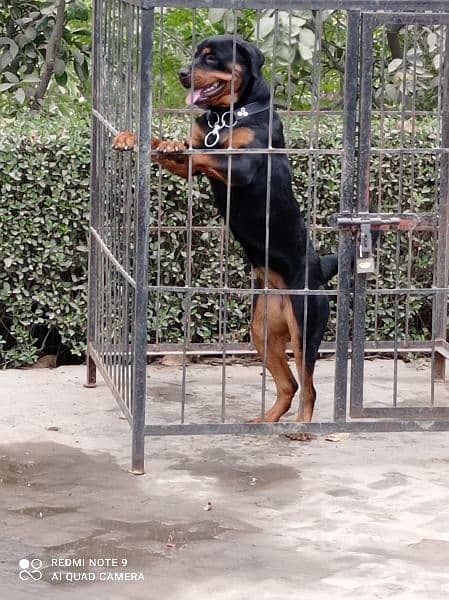 Rottweiler Male and Female puppies available 12