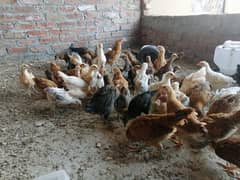 2 Month old Goldan Misri chicks for new home 0