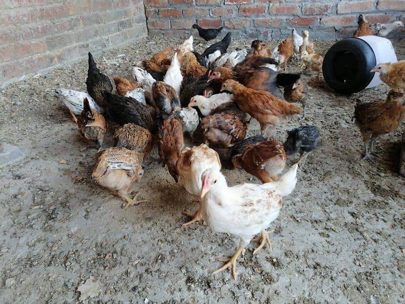2 Month old Goldan Misri chicks for new home 10