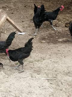 Golden Misri all age chicks available