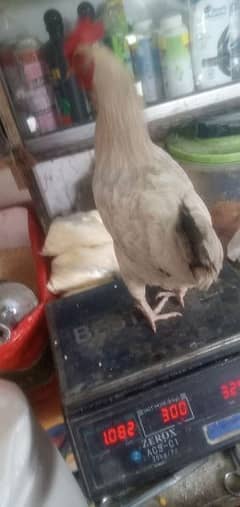 Eggs laying Hen For sell Urgent. 0