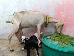 Bakri with 2 baby / dodh wali bakri / goat for sale