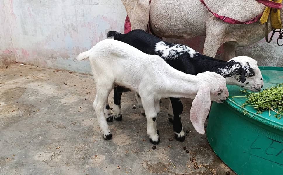 Bakri with 2 baby / dodh wali bakri / goat for sale 1