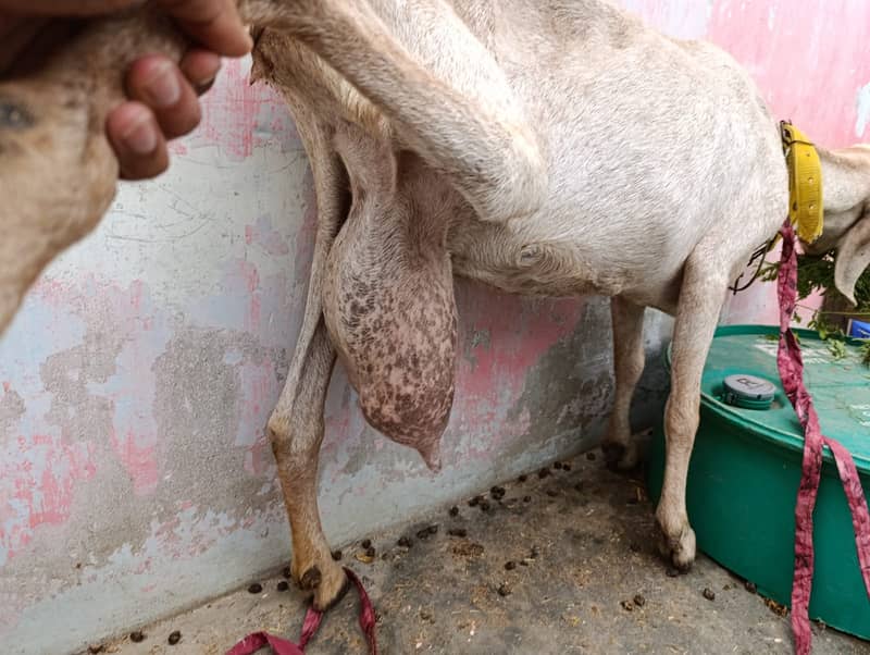 Bakri with 2 baby / dodh wali bakri / goat for sale 4