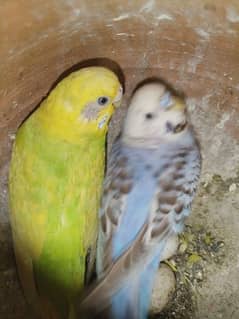 Autralian parrot pair 0