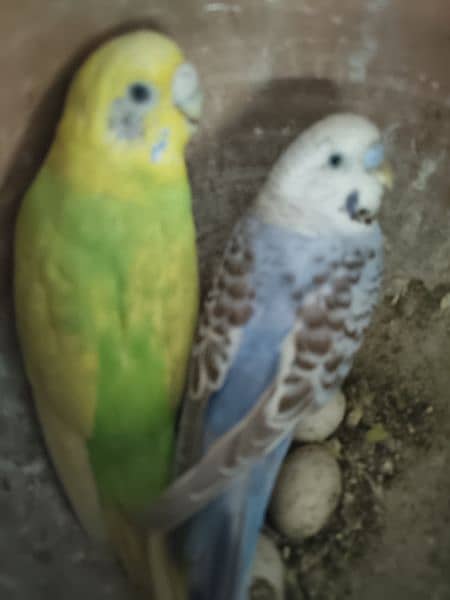 Autralian parrot pair 2