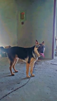 German shepherd for sell contact #03090071097