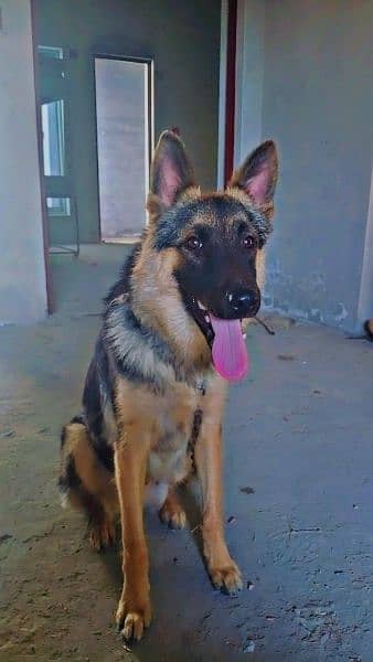 German shepherd for sell contact #03090071097 1