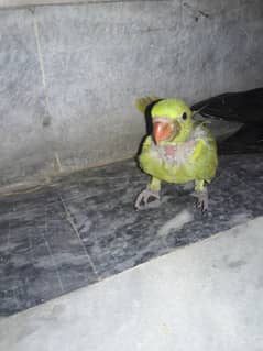GREEN RINGNECK Hand Feed CHICK(6,500)