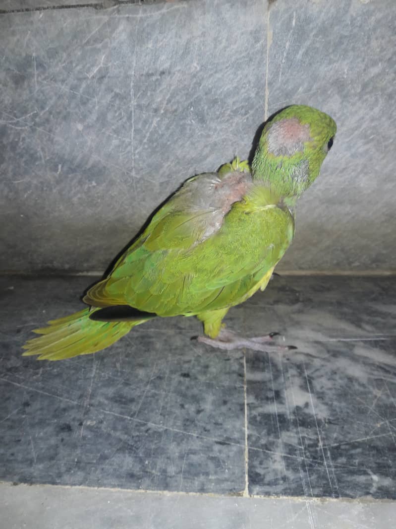 GREEN RINGNECK Hand Feed CHICK(6,500) 1