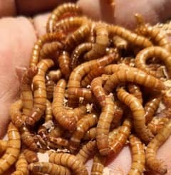 Meal worms 0