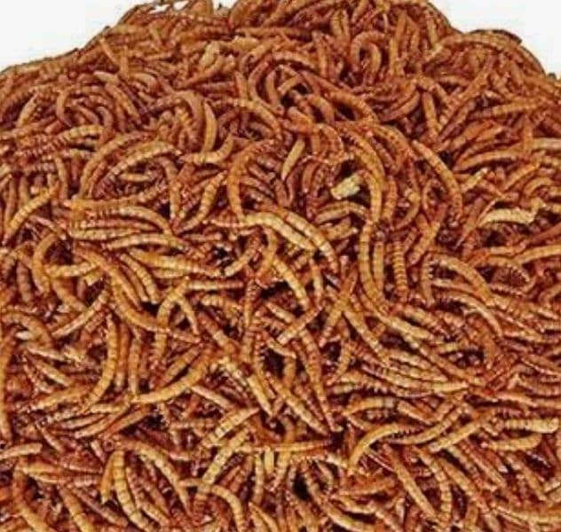 Meal worms 1