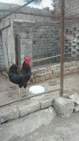 urgent sale of black cock 0