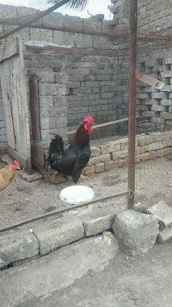 urgent sale of black cock 1