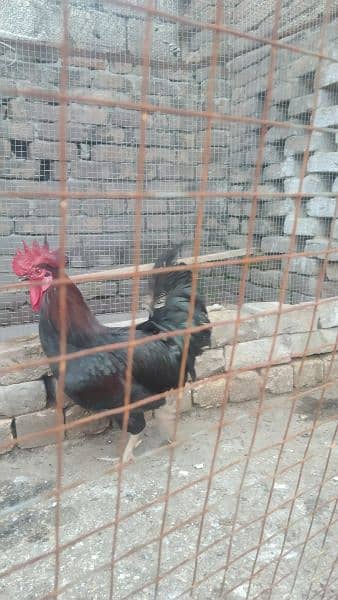 urgent sale of black cock 4