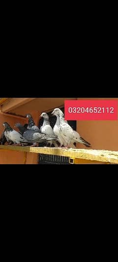 baby pigeons