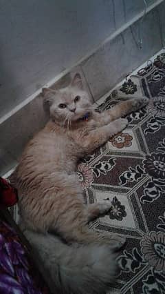 male Persian cat 0