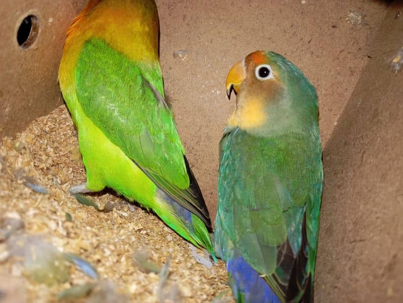 Australian parrots and love birds 5