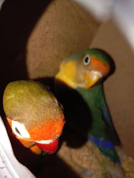 Australian parrots and love birds 6