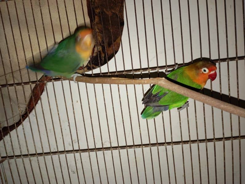 Australian parrots and love birds 7