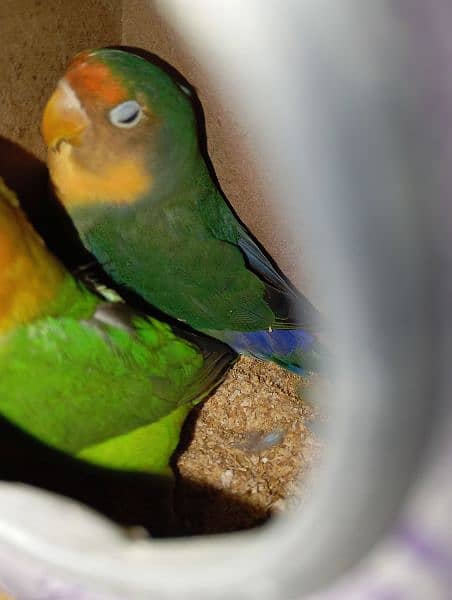 Australian parrots and love birds 8