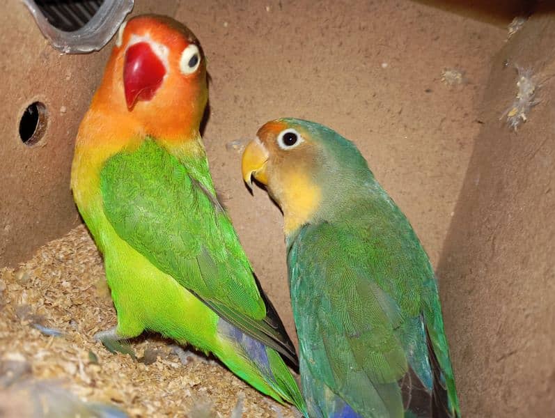 Australian parrots and love birds 10