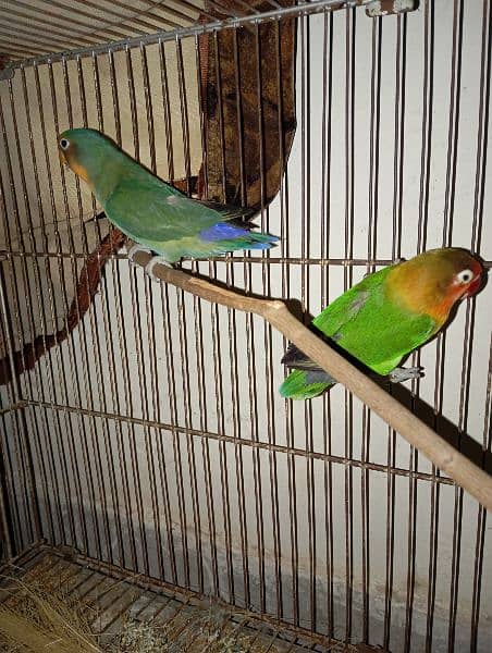 Australian parrots and love birds 13