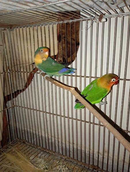 Australian parrots and love birds 15