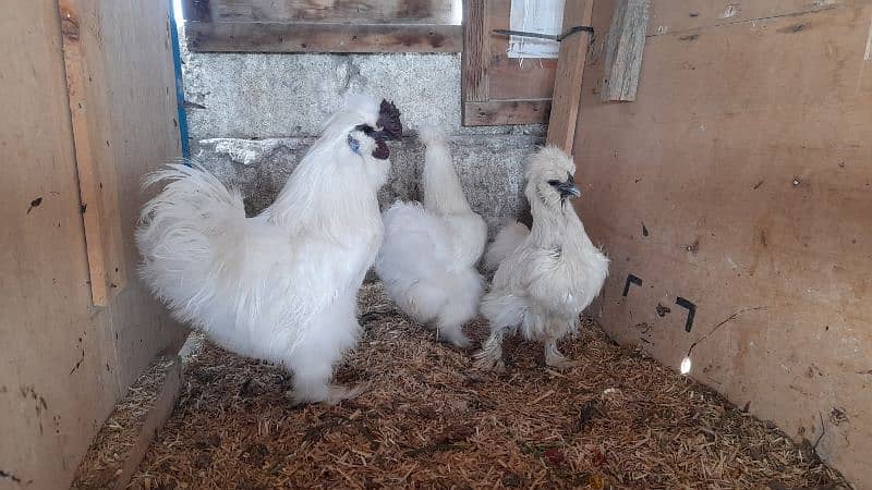Different breeds Eggs and Chicks 0316 2606360 omer contact me on Whats 1