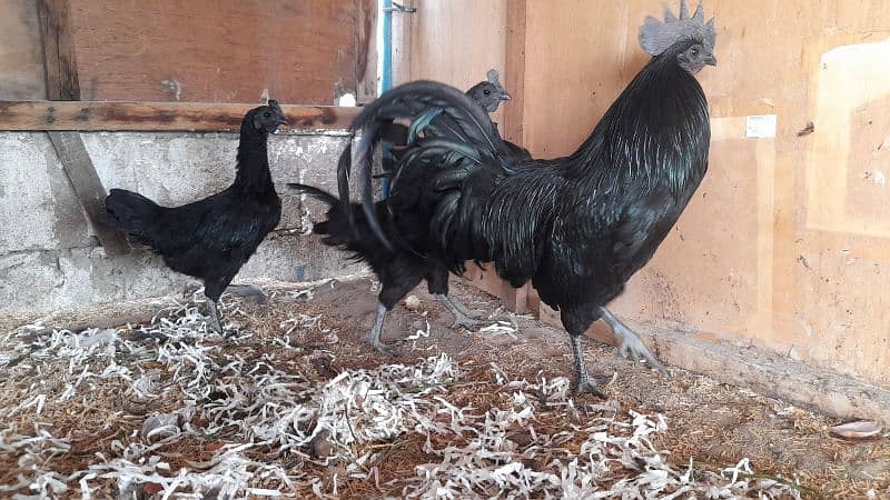 Different breeds Eggs and Chicks 0316 2606360 omer contact me on Whats 3