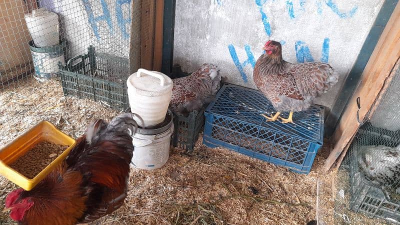 Different breeds Eggs and Chicks 0316 2606360 omer contact me on Whats 8