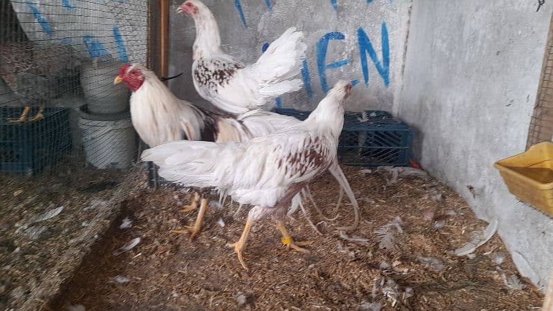 Different breeds Eggs and Chicks 0316 2606360 omer contact me on Whats 11