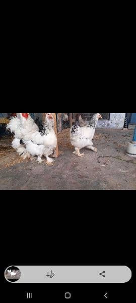 Different breeds Eggs and Chicks 0316 2606360 omer contact me on Whats 13